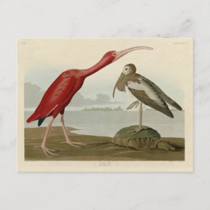 Postal Ibis escarlata - de los pájaros de los Estados Uni