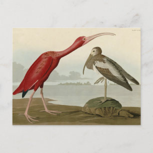 Postal Ibis escarlata - de los pájaros de los Estados Uni