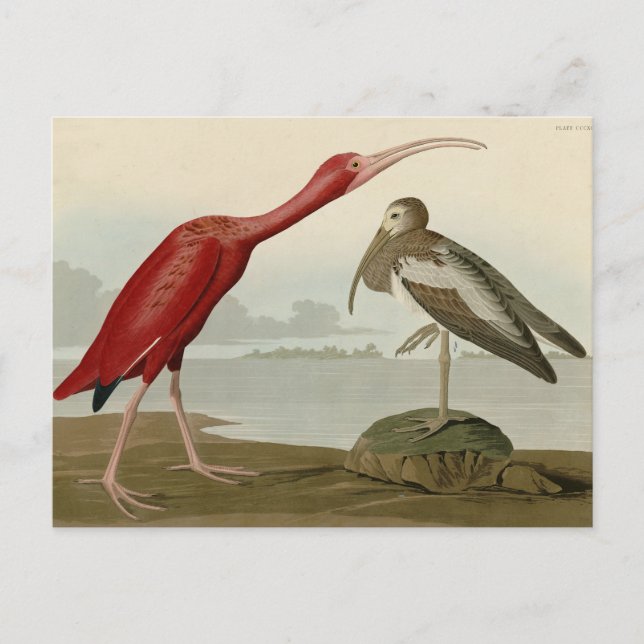 Postal Ibis escarlata - de los pájaros de los Estados Uni (Anverso)