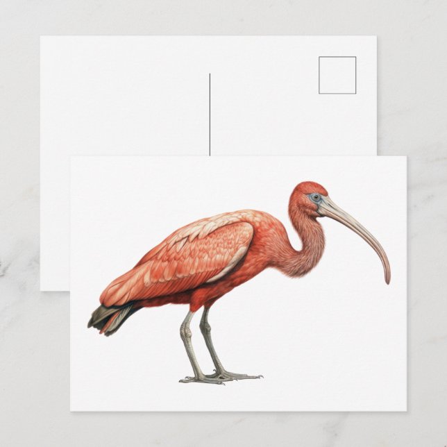 Postal Ibis II (Anverso / Reverso)