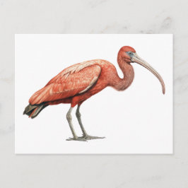 Postal Ibis II