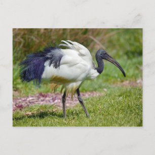 Postal Ibis sagrado africano sobre la hierba