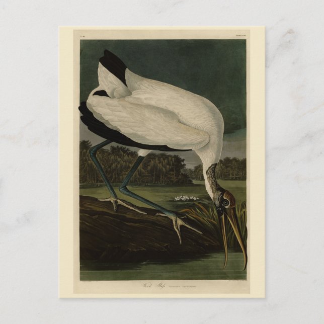Postal Ibis, Stork: Aves Audubon de América (Anverso)