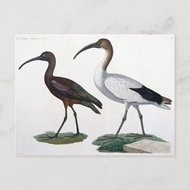 Postal Ibises, de "Description de l'Eypte", 1817 (Anverso)