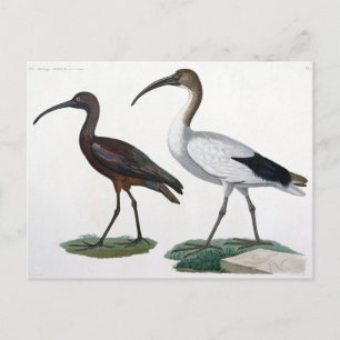 Postal Ibises, de "Description de l'Eypte", 1817