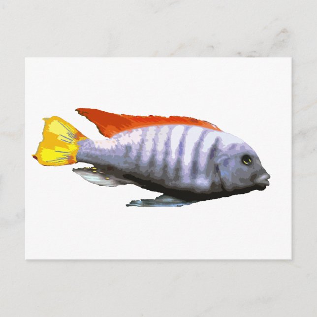 Postal Ice Blue Zebra Cichlid (Anverso)