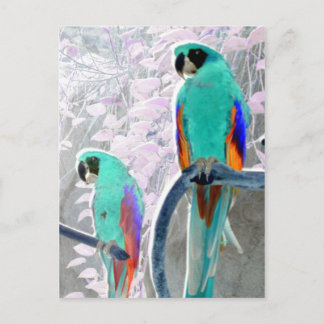 Postal Ice Parrots