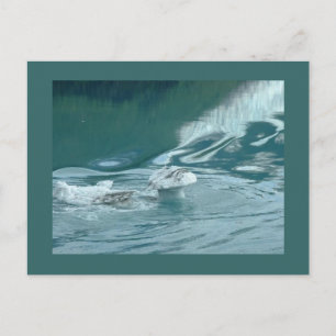 Postal "Iceberg Mushroom Delight"