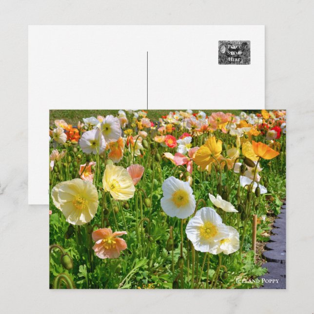 Postal Iceland Poppy (Anverso / Reverso)