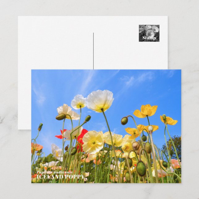 Postal Iceland Poppy (Anverso / Reverso)