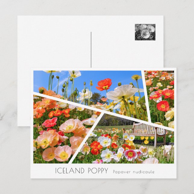 Postal Iceland Poppy (Anverso / Reverso)