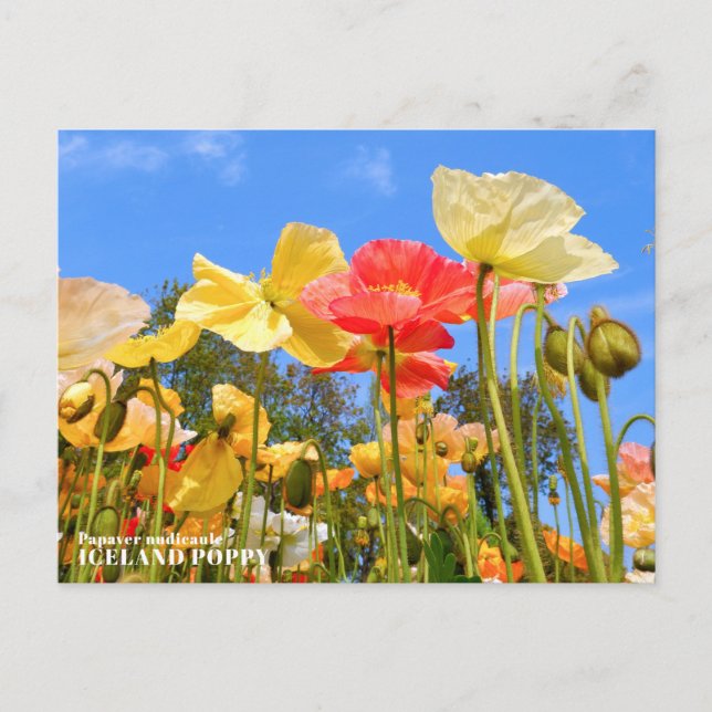 Postal Iceland Poppy (Anverso)