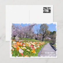 Iceland Poppy × Yoshino Cherry