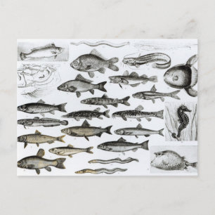 Postal Ichtiología, peces oseosos, maripobranquias