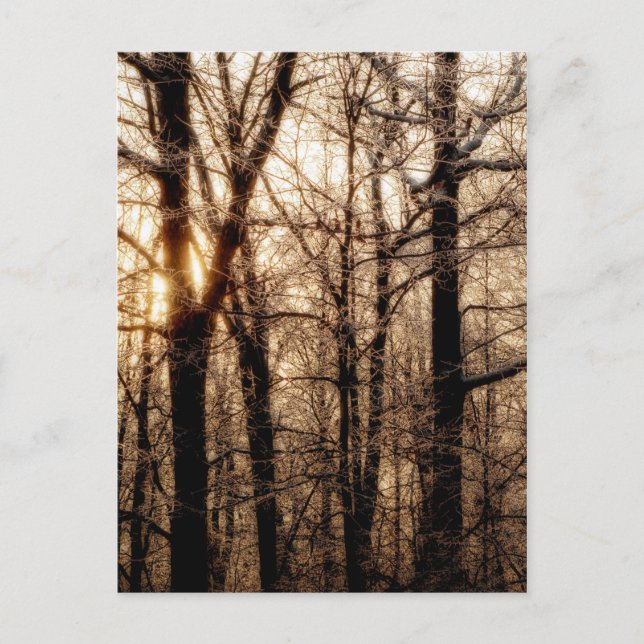 Postal Icy Braches at Sunset (Anverso)