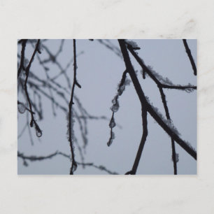 Postal Icy Branches Winter Nature Photography