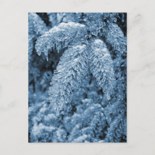 Postal Icy Pine