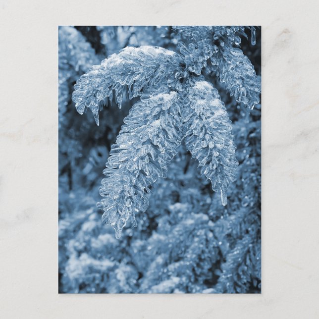 Postal Icy Pine (Anverso)