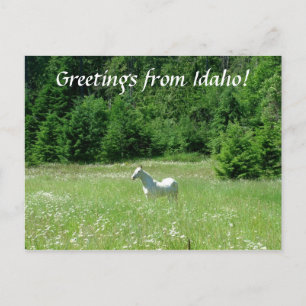 Postal Idaho Meadow - Postcard
