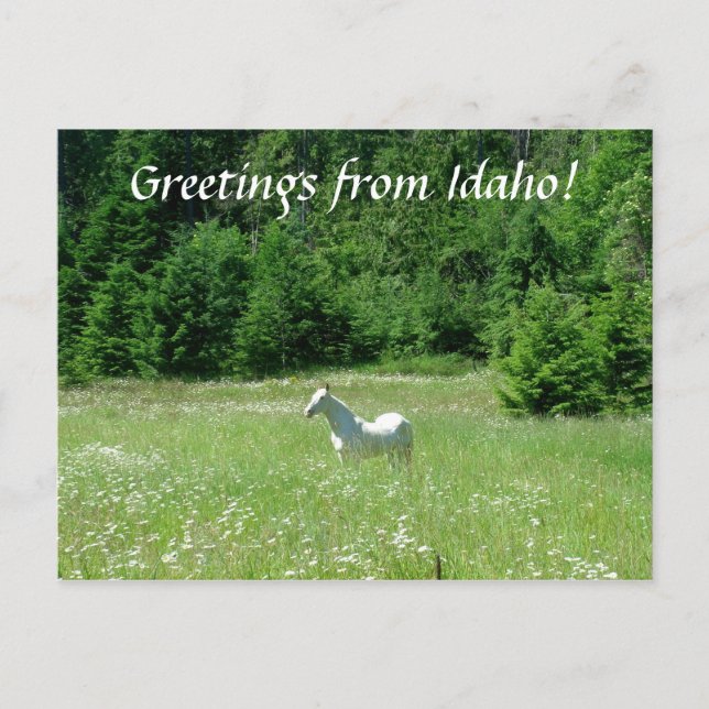 Postal Idaho Meadow - Postcard (Anverso)