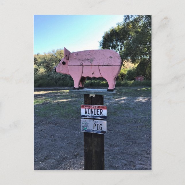 Postal Idaho Wonder Pig, Gracioso (Anverso)