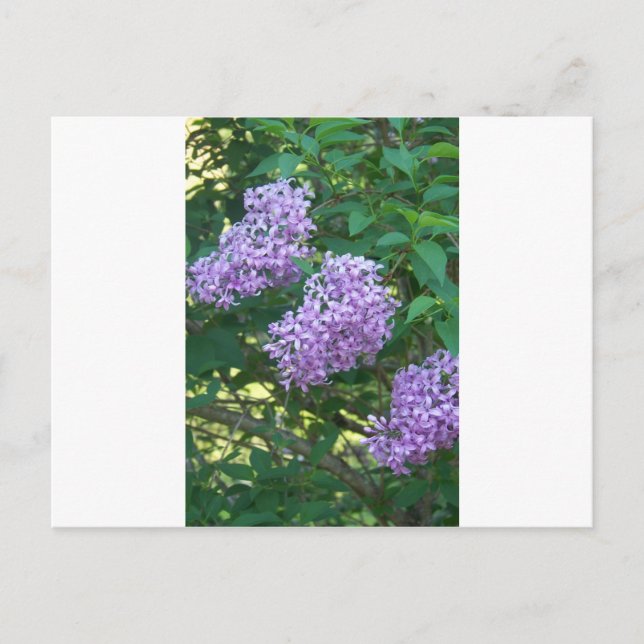 Postal Ideas para regalo de Hummingbird (Anverso)