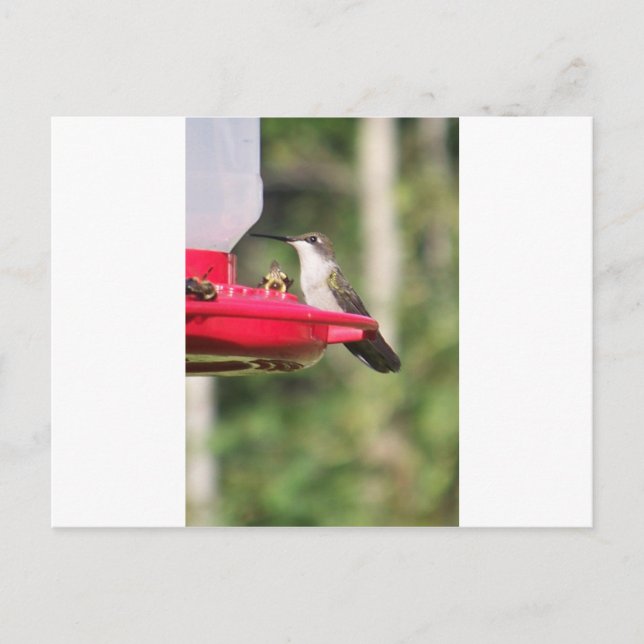 Postal Ideas para regalo de Hummingbird (Anverso)