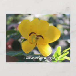 Postal Idioma de las flores : Cassia