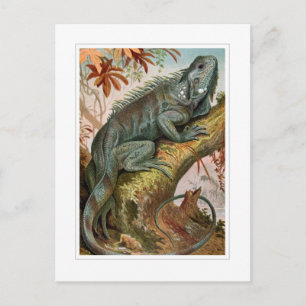 Postal Iguana