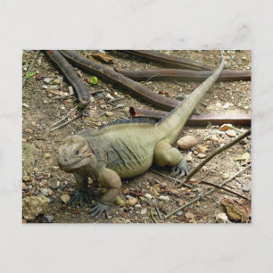 Postal Iguana