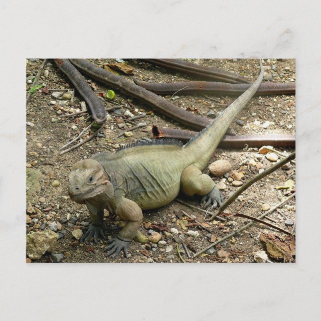 Postal Iguana (Anverso)