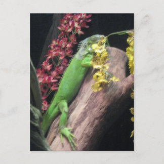 Postal Iguana