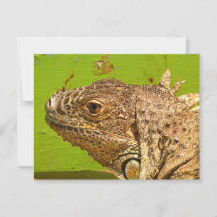 POSTAL IGUANA