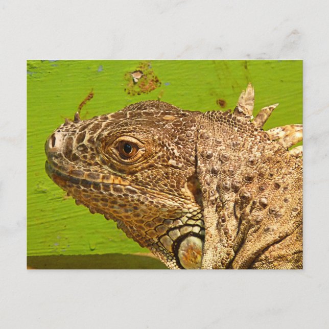 POSTAL IGUANA (Anverso)