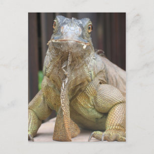 Postal Iguana