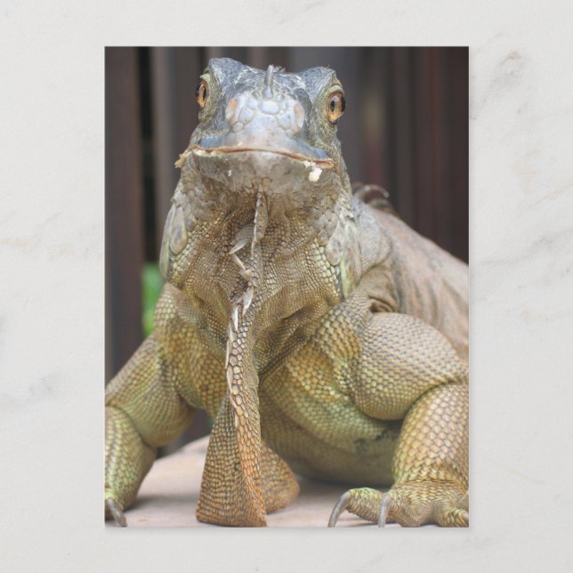 Postal Iguana (Anverso)