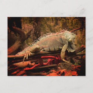 Postal Iguana