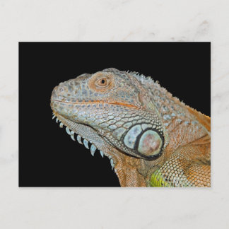 POSTAL IGUANA