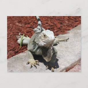 Postal iguana