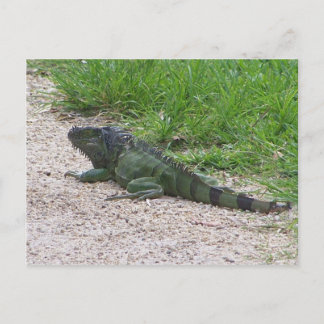 Postal Iguana