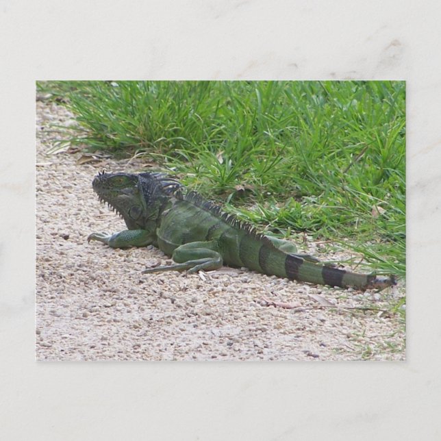 Postal Iguana (Anverso)