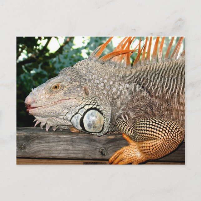 Postal Iguana (Anverso)