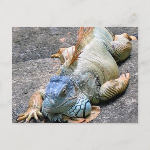 Postal Iguana azul