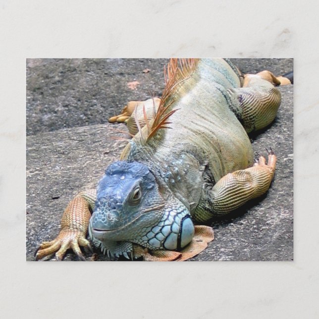 Postal Iguana azul (Anverso)