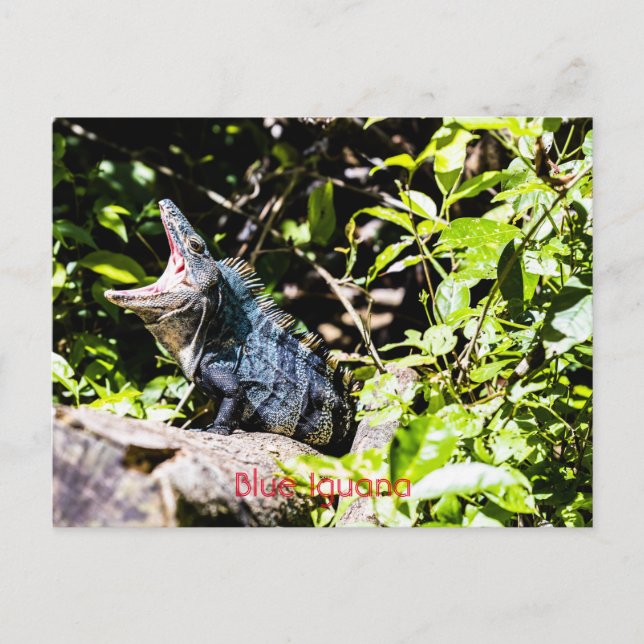 Postal Iguana azul (Anverso)