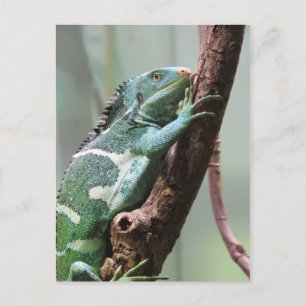 Postal Iguana curada fiyiana