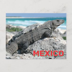 Postal Iguana De Cuchillo Negro En México