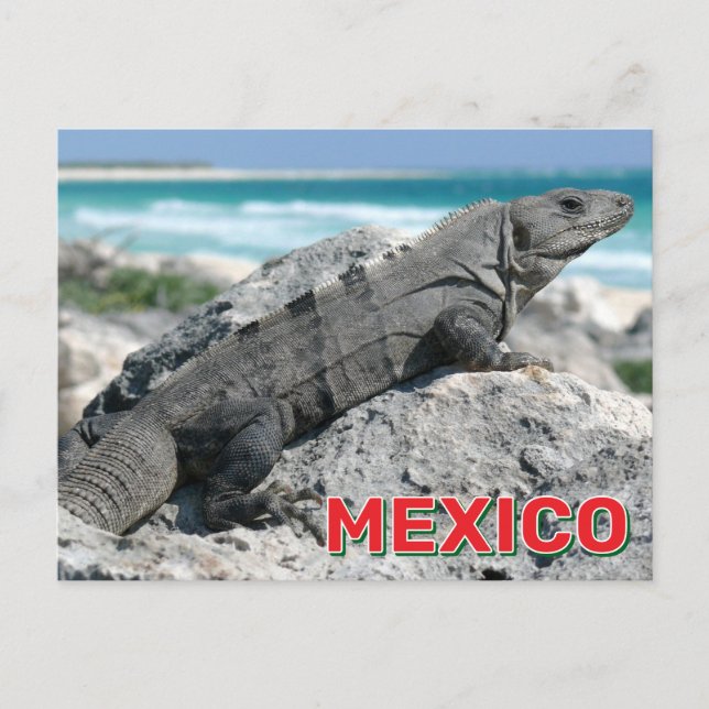 Postal Iguana De Cuchillo Negro En México (Anverso)
