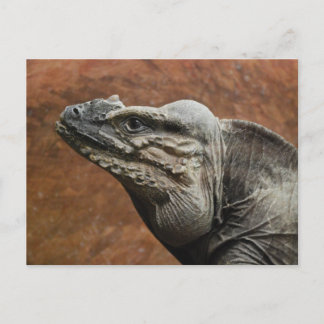 Postal Iguana del rinoceronte
