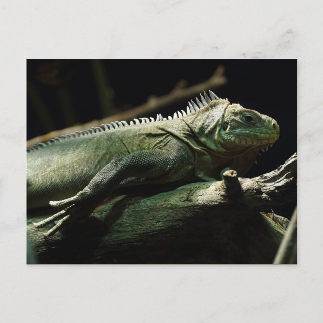 Postal Iguana delicatissima (Anverso)